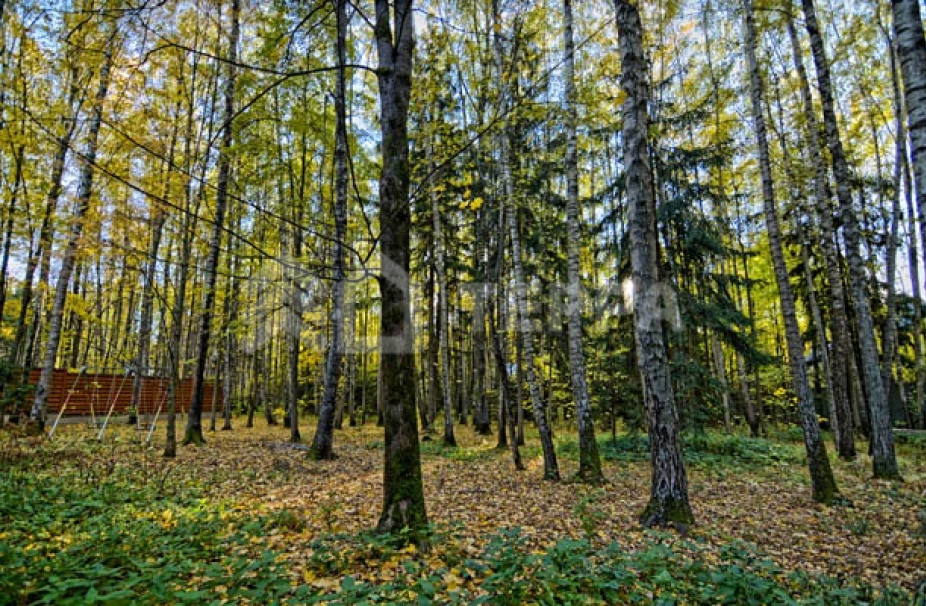 Объект ID 13250 - Дом