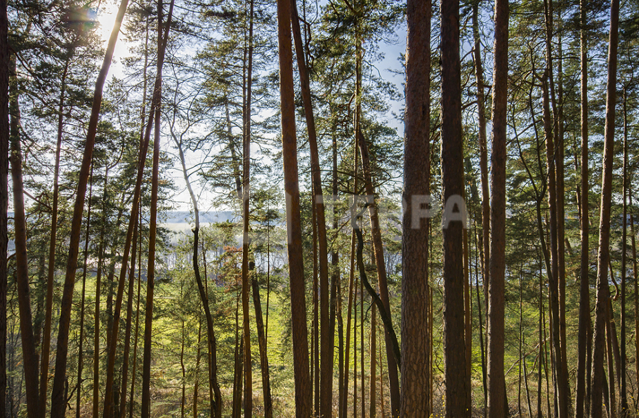 Объект ID 17976 - Участок