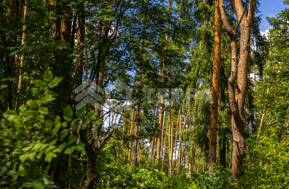 Объект ID 10579 - Участок