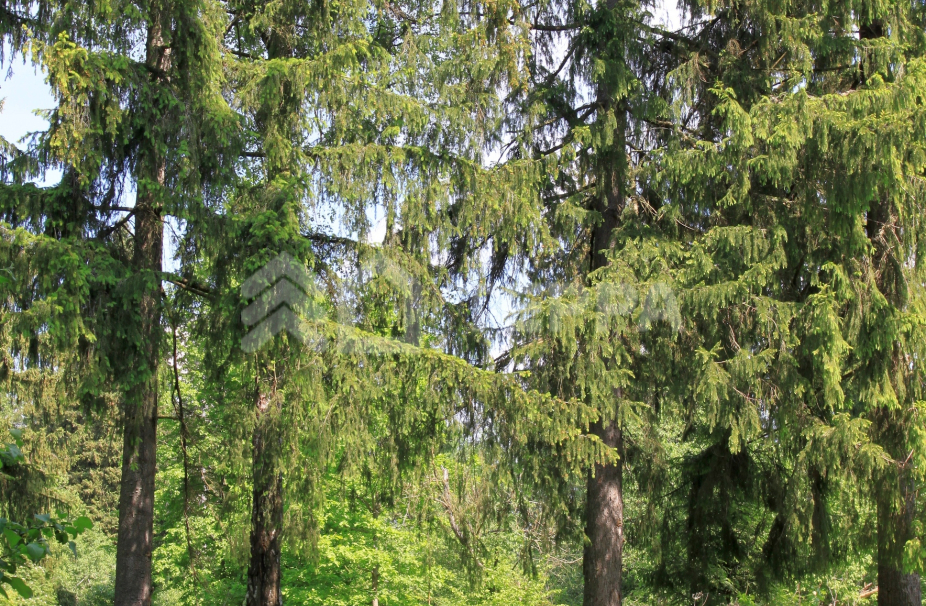 Объект ID 13299 - Участок