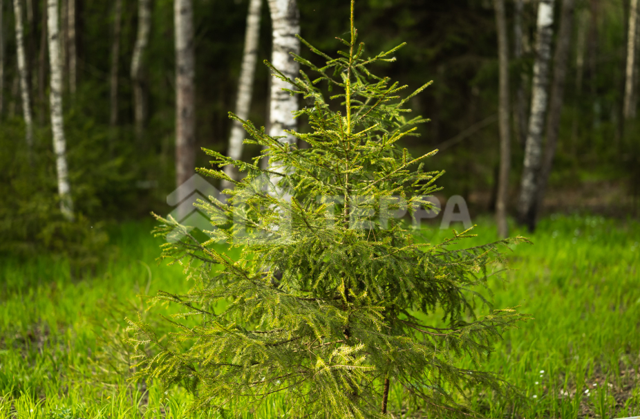 Объект ID 19159 - Участок