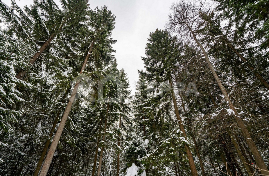 Объект ID 19118 - Дом