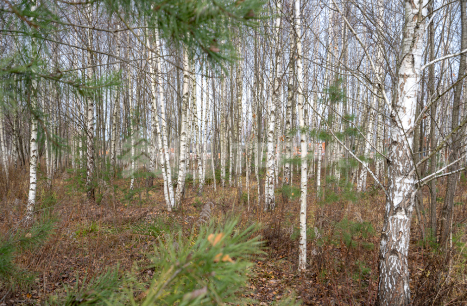 Объект ID 18714 - Участок