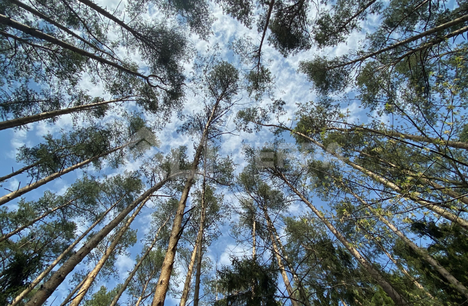 Объект ID 18771 - Участок