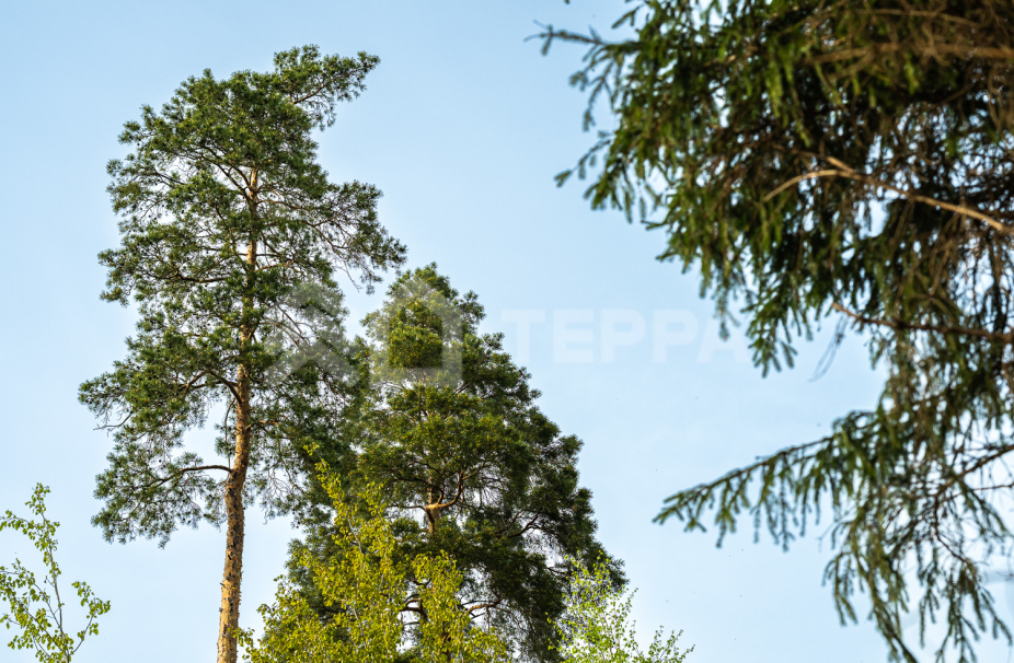 Объект ID 18869 - Участок