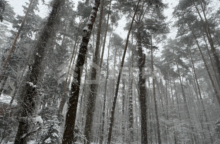 Объект ID 18592 - Участок