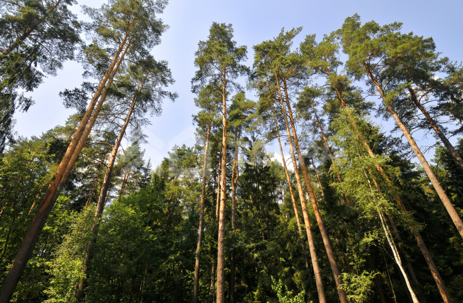 Объект ID 18981 - Участок