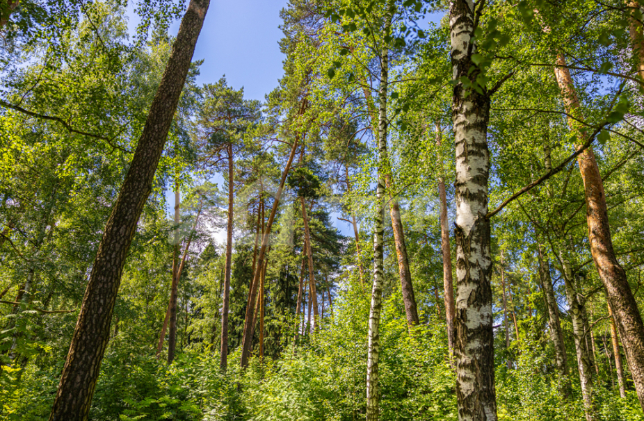 Объект ID 10579 - Участок