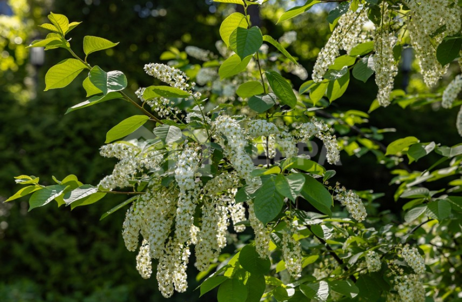 Объект ID 18658 - Участок