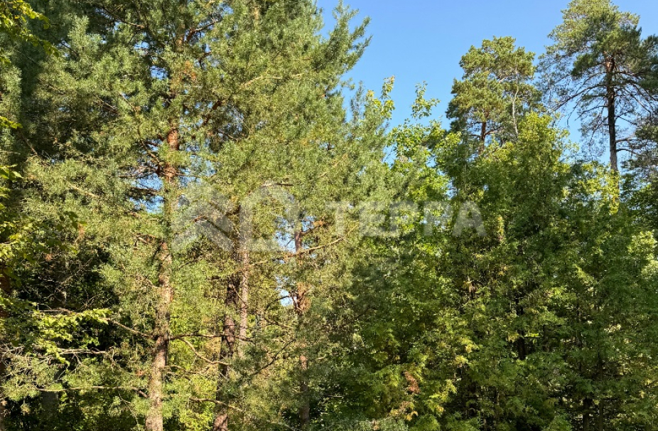 Объект ID 18147 - Участок