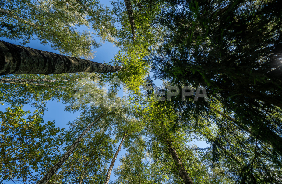 Объект ID 19134 - Участок