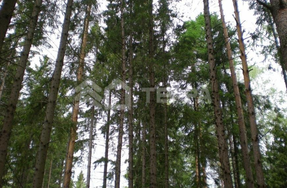 Лесные Зори