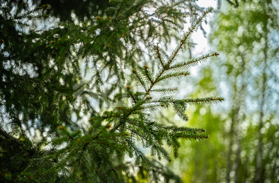 Объект ID 18869 - Участок